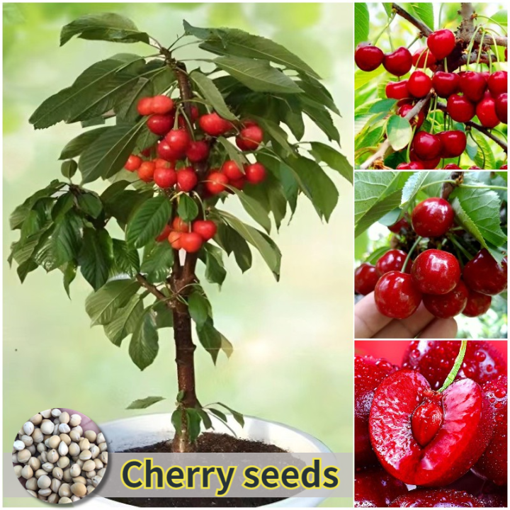 Confirmed germinated Japanese Cherry plant Seeds -5pcs seeds packet